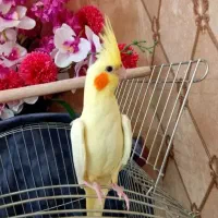 لباس رایگان