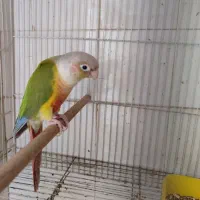 گرینچیک