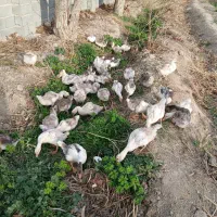 فروش غاز وغوغاز