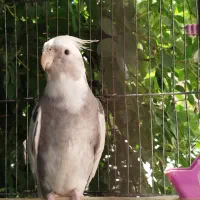 عروس هلندی
