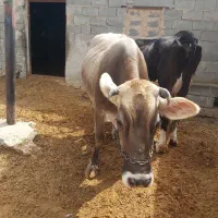 گاو
