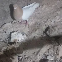 کبوتر ماده خوب