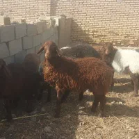 بره سبک وزن آماده پروار