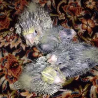 عروس هلندی سرلاکی