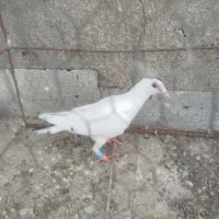 سرور و سفید|پرنده|تربت جام, یحیی آباد|دیوار