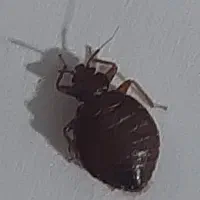 سمپاشی‌وخدمات