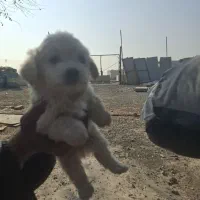 واگذاری توله شیتزو