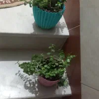 گل خلفه ای گلدونی ۲۰۰