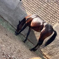 اسب نریون عرب|حیوانات مزرعه|پیشوا, |دیوار