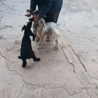 بزغاله|حیوانات مزرعه|هندمینی, |دیوار