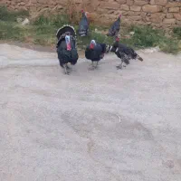 بوقلمون 5 عدد فروشی