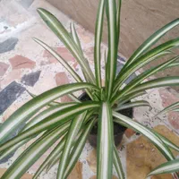 گل گندمی|گل و گیاه طبیعی|رشت, دروازه لاکان|دیوار