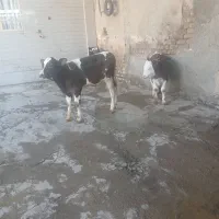 دوراس گوساله نر
