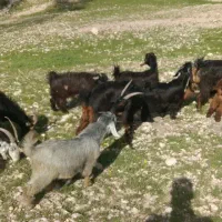 بز زاییده|حیوانات مزرعه|بهبهان, |دیوار