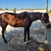 فروش اسب ایرانی|اسب و تجهیزات اسبسواری|مشهد, کوثر|دیوار