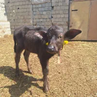گاو میش نر