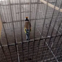 سهره سرسیاه ج|پرنده|شیراز, بید زرد|دیوار