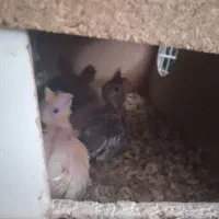 یک جفت عروس هلندی با جوجه|پرنده|سبزوار, قلعه‌نو دهزار|دیوار