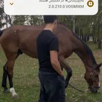 اسب موتور