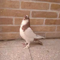 کبوتر ابو مریم