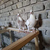 طوقی|پرنده|بافق, |دیوار