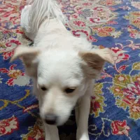 سگ اشپیتزپامر