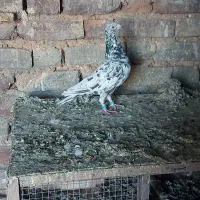 کفتر پلاکی|پرنده|صدرا-فارس, فاز ۱|دیوار