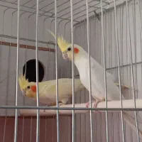 فوری طوطی عروس هلندی