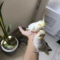 عروس هلندی