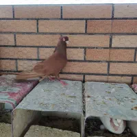 کبوتر نر سرخ آبادانی نوک ریز کشیده