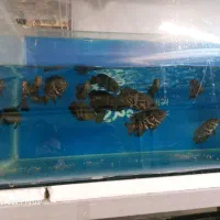 انواع ماهی زینتی و کت فیش