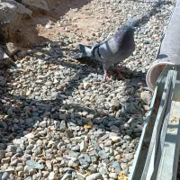 یه جفت سبز اصیل|پرنده|ریگان, |دیوار