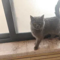 گربه اسکاتیش بریتیش|گربه|کرمان, |دیوار