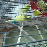 مرغ عشق دونه ای ۱۳۰|پرنده|قزوین, |دیوار