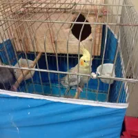 عروس هلندی.یک.جفت.|پرنده|آمل, |دیوار