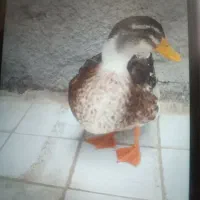 سه عدد اردک دوتا ماده تخم گزارویک نرسالم وخانگی