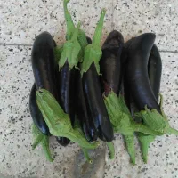 بادمجان شیرین و تازه مستقیم از مزرعه|خوردنی و آشامیدنی|مشهد, خواجه ربیع|دیوار