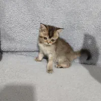 گربه بریتیش،بلک گلد،ماده