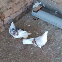 دو جفت پلنگ و نباتی