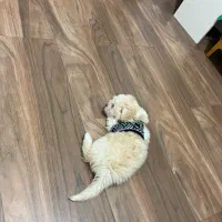 سگ مالتیپو|سگ|تهران, علم و صنعت|دیوار