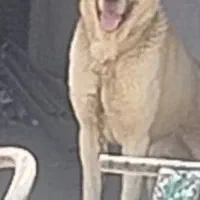 سگ پژدر