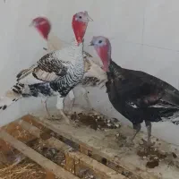 فروش سه عدد بوقلمون نر سالم و سرحال و چاق