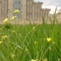 زمین کشاورزی