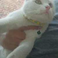 گربه اسکاتیش نر برای جفت گیری