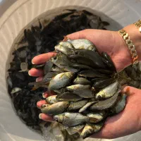 فروش بچه ماهیان گرمابی و غذای ماهی|ماهی|شیراز, شاهچراغ|دیوار