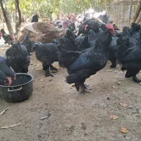 خروس مرندی|حیوانات مزرعه|هشتگرد, خور|دیوار