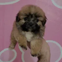 سگ آپارتمانی شیتزو ویژه هدیه ولنتاین