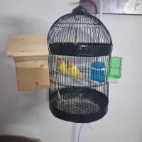 کوتوله برزیلی|پرنده|مشهد, سید رضی|دیوار