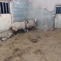 دو عدد گوسفند 60 تومن