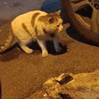 گربه پاپیون دار گمشده